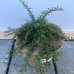 Skalník nízky (Cotoneaster congestus) 'MIRELLE' výška: 10-20 cm, ⌀ 10-20 cm, kont. C2L